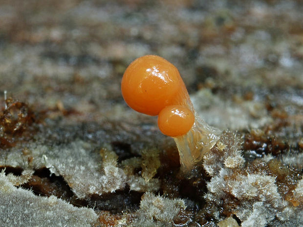 vlasnačka Trichia sp.