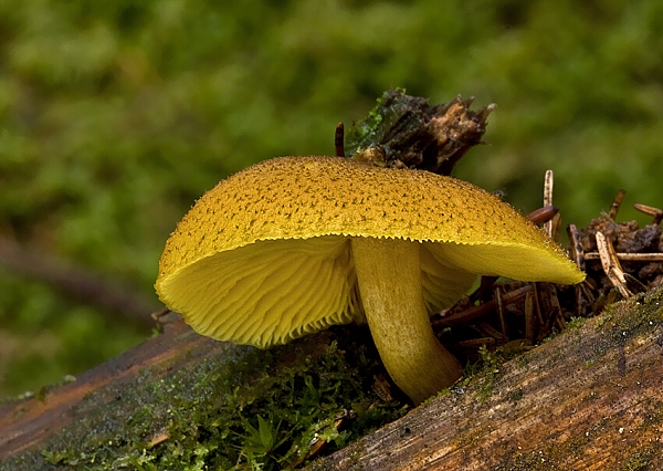 čírovec ozdobný Tricholomopsis decora (Fr.) Singer