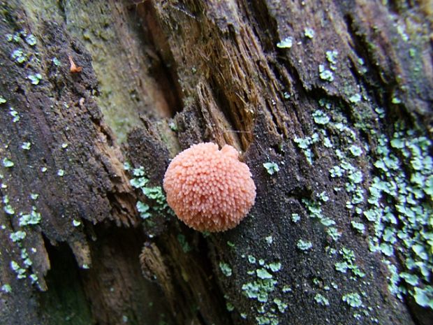 Úlovok Tubifera ferruginosa (Batsch) J.F. Gmel.