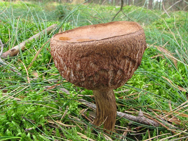 podhríb žlčový Tylopilus felleus (Bull.) P. Karst.