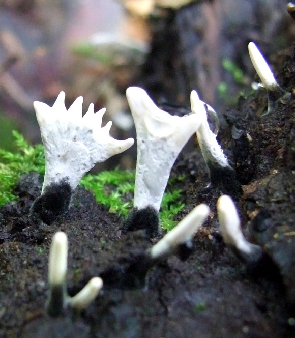 drevnatec parohatý Xylaria hypoxylon (L.) Grev.