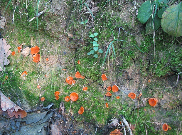 biotop tanierovka oranžová biotop Aleuria aurantia