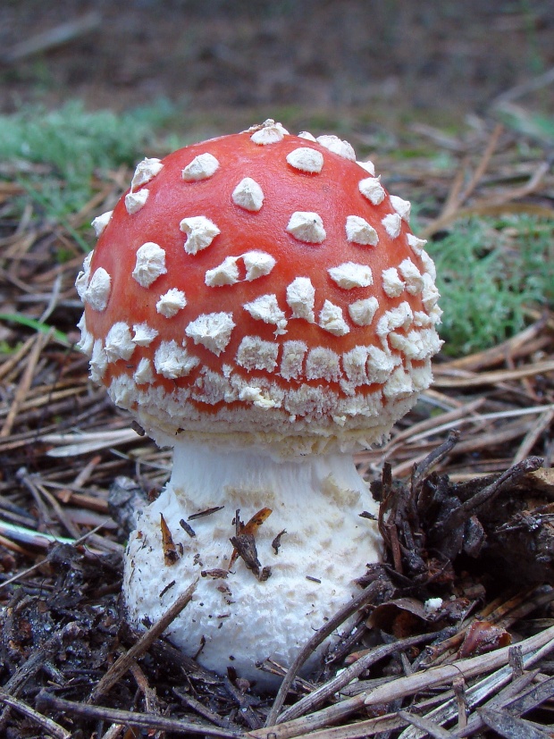 muchotrávka červená Amanita muscaria (L.) Lam.