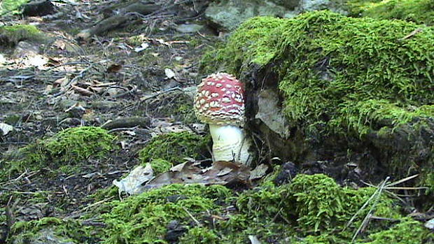 muchotrávka červená Amanita muscaria (L.) Lam.