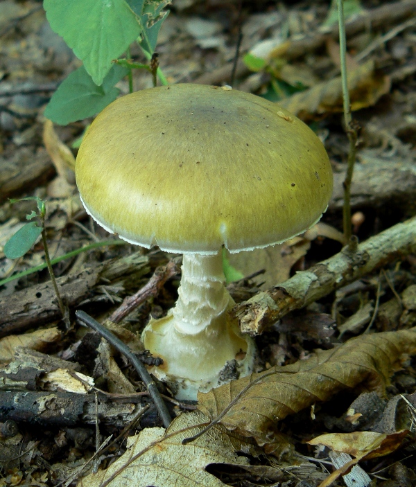 muchotrávka zelená Amanita phalloides (Vaill. ex Fr.) Link