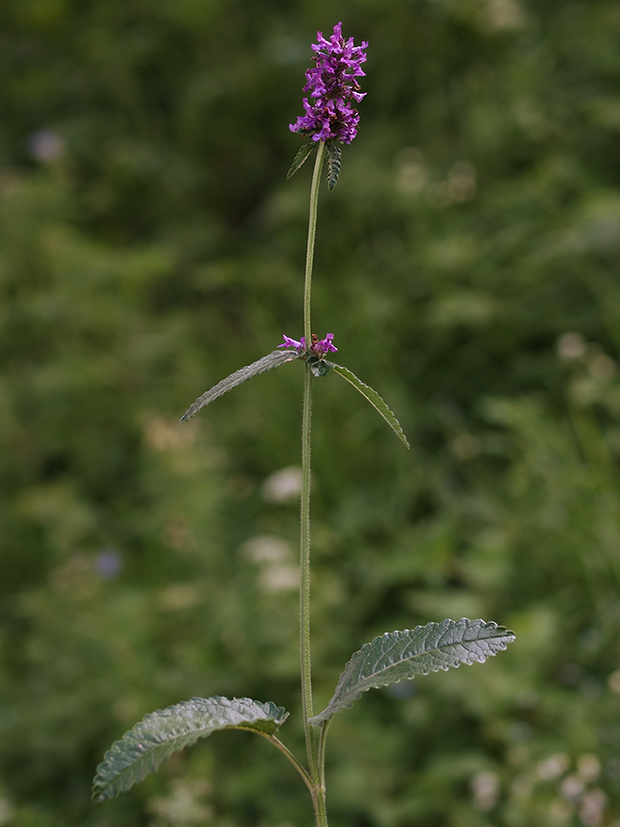 betonika lekárska Betonica officinalis  L.