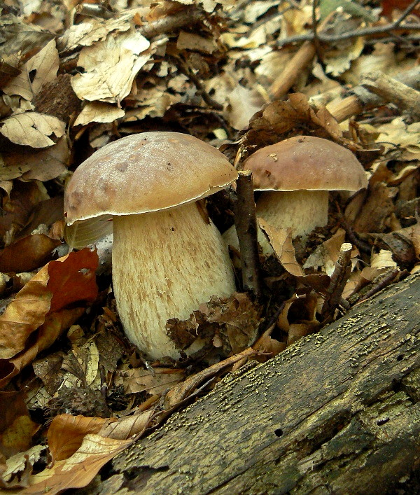 hríb smrekový Boletus edulis Bull.