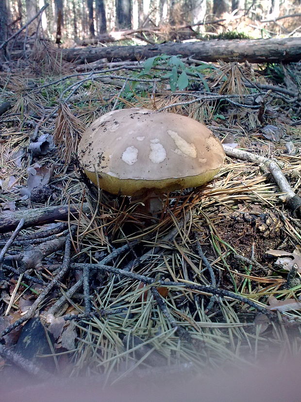 hríb smrekový Boletus edulis Bull.