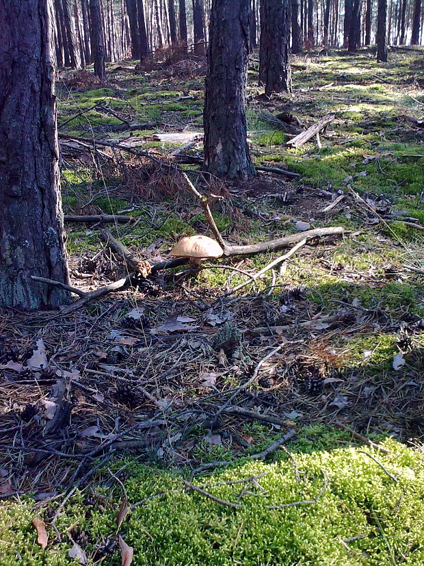 hríb smrekový Boletus edulis Bull.