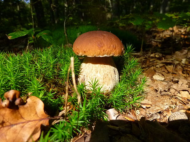 hríb smrekový Boletus edulis Bull.