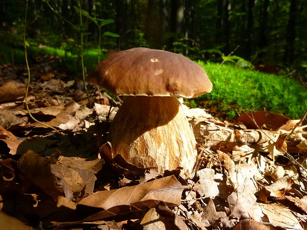 hríb smrekový Boletus edulis Bull.