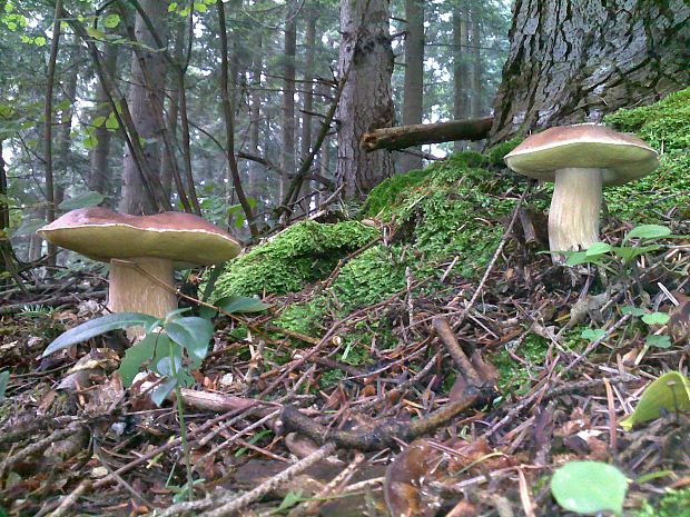 hríb smrekový Boletus edulis Bull.