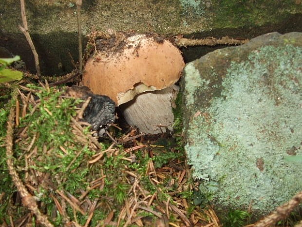 hríb smrekový Boletus edulis Bull.