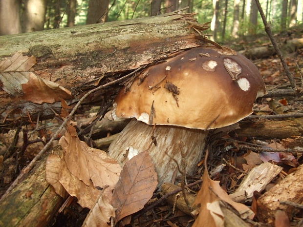 hríb smrekový Boletus edulis Bull.