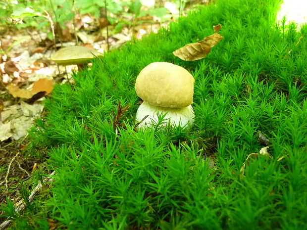 hríb dubový Boletus reticulatus Schaeff.