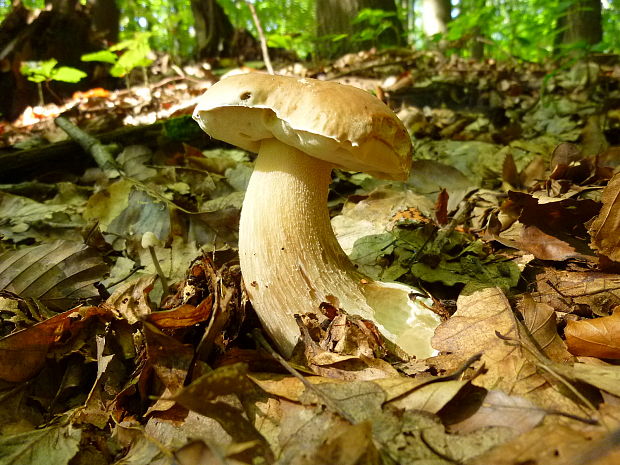 hríb dubový Boletus reticulatus Schaeff.