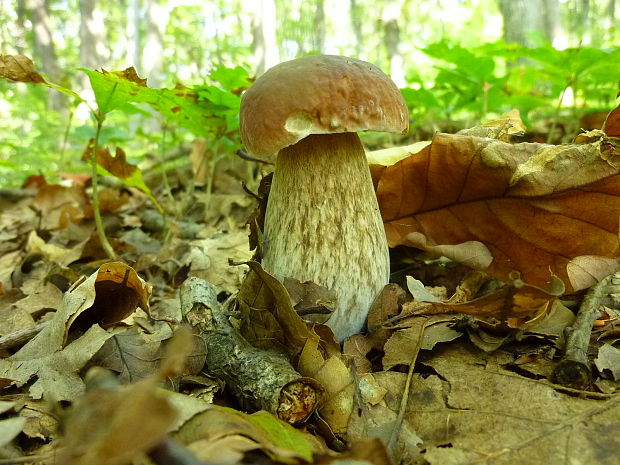 hríb dubový Boletus reticulatus Schaeff.