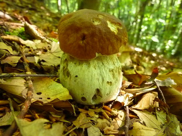 hríb dubový Boletus reticulatus Schaeff.