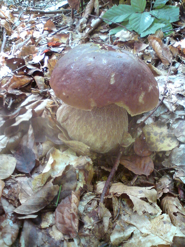 hríb dubový Boletus reticulatus Schaeff.