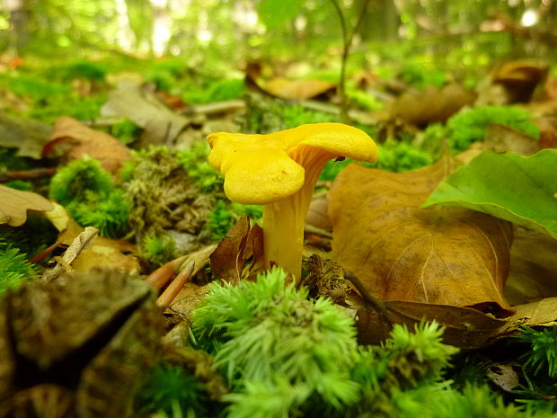 kuriatko jedlé Cantharellus cibarius Fr.