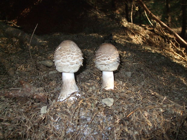 bedľa červenejúca Chlorophyllum rachodes (Vittad.) Vellinga