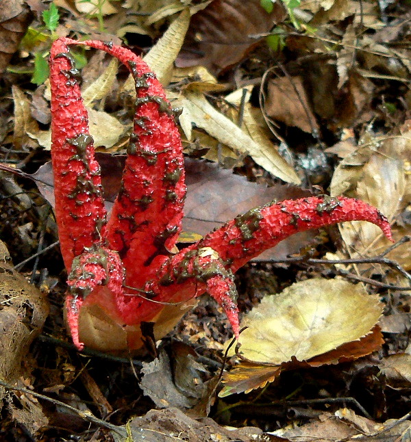 mrežovka kvetovitá Clathrus archeri (Berk.) Dring