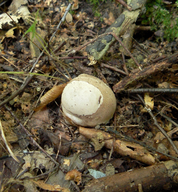 mrežovka kvetovitá Clathrus archeri (Berk.) Dring