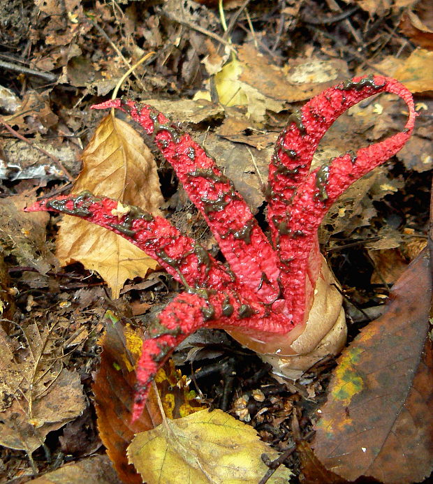 mrežovka kvetovitá Clathrus archeri (Berk.) Dring