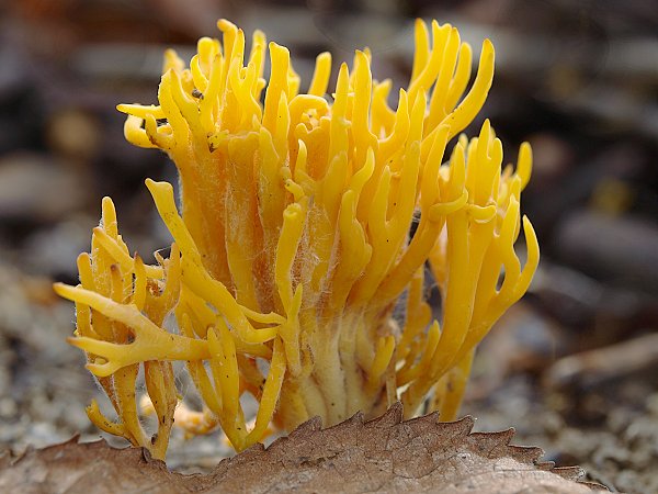 pakonárovka Clavulinopsis sp.