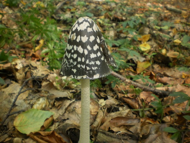 hnojník strakatý Coprinopsis picacea (Bull.) Redhead, Vilgalys & Moncalvo