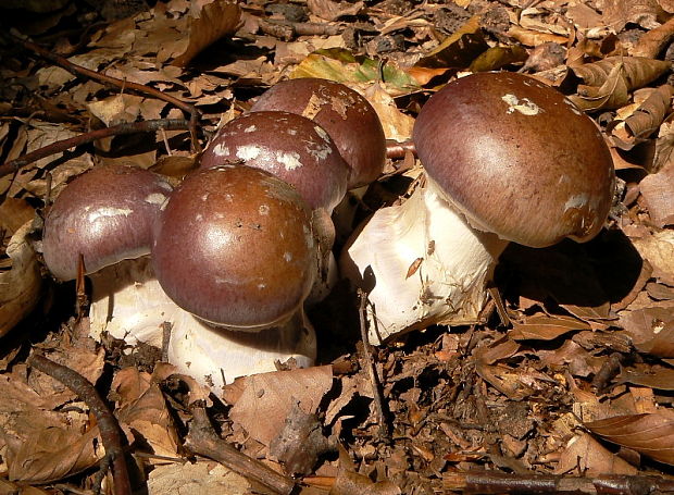 pavučinovec mohutný Cortinarius praestans (Cordier) Gillet