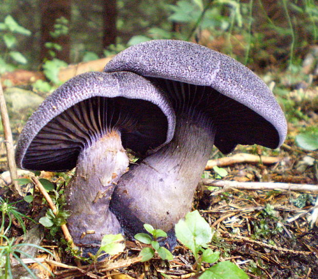 pavučinovec Cortinarius sp.