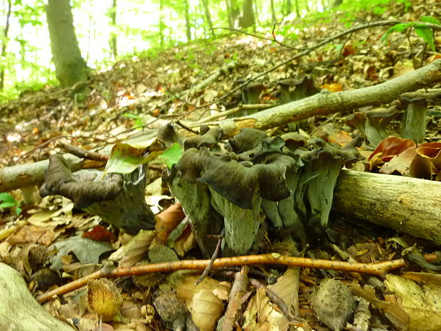 lievik trúbkovitý Craterellus cornucopioides (L.) Pers.