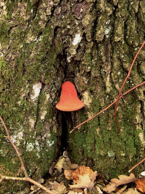 pečeňovec dubový Fistulina hepatica (Schaeff.) With.