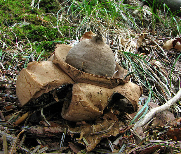 hviezdovka trojitá Geastrum triplex Jungh.