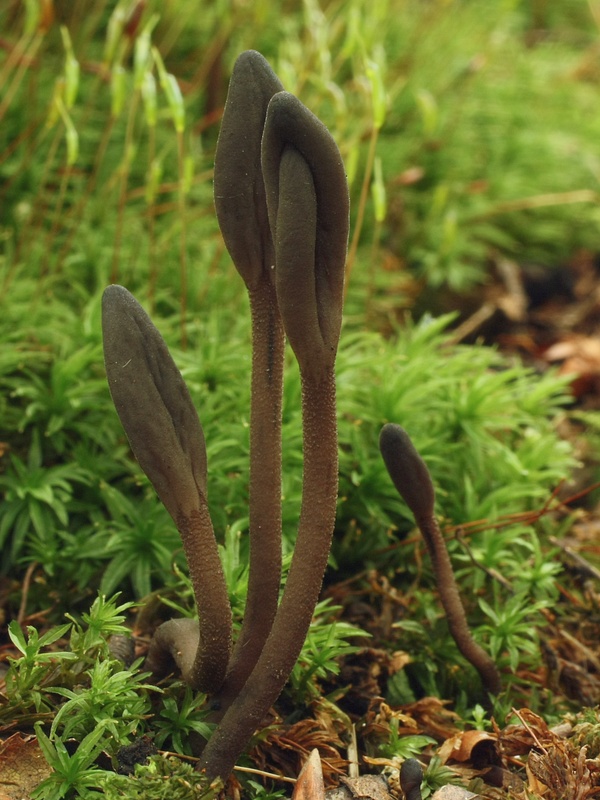 jazýček šupinkatý Geoglossum fallax E.J. Durand