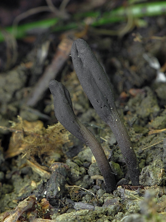 jazýček Geoglossum sp.