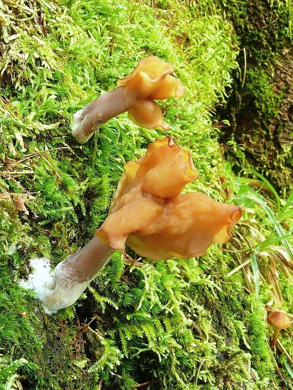 ušiak mitrovitý Gyromitra infula (Schaeff.) Quél.