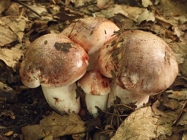 šťavnačka plávkovitá Hygrophorus russula (Schaeff.) Kauffman