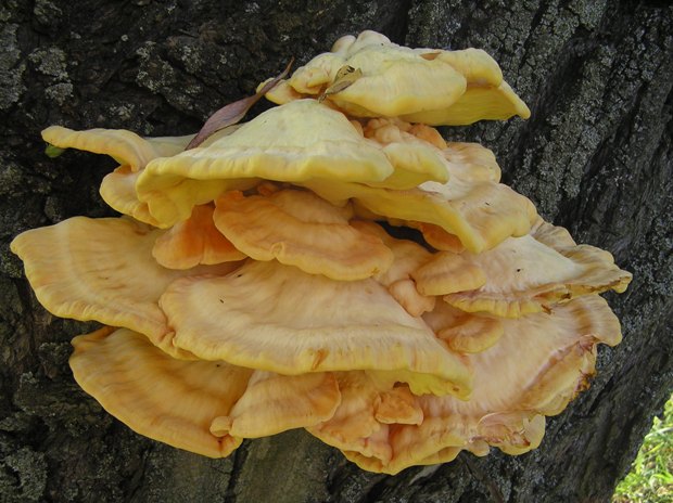 sírovec obyčajný Laetiporus sulphureus (Bull.) Murrill