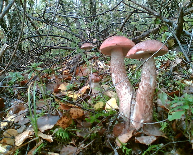 kozák dubový Leccinum aurantiacum (Bull.) Gray