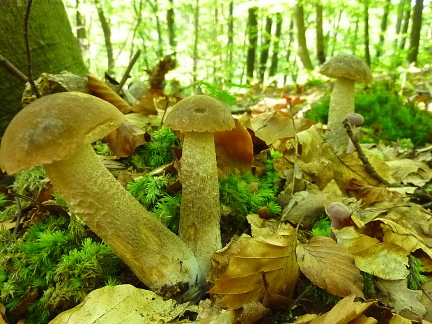 kozák brezový Leccinum scabrum (Bull.) Gray