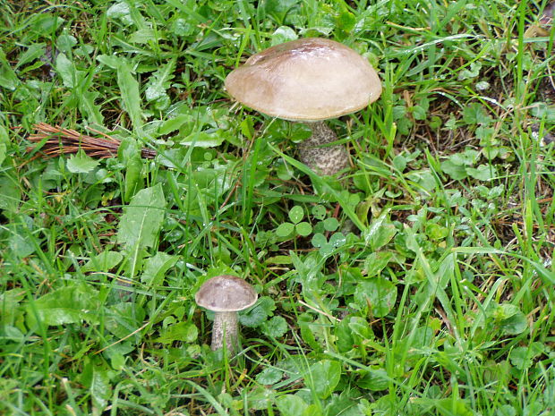 kozák brezový Leccinum scabrum (Bull.) Gray