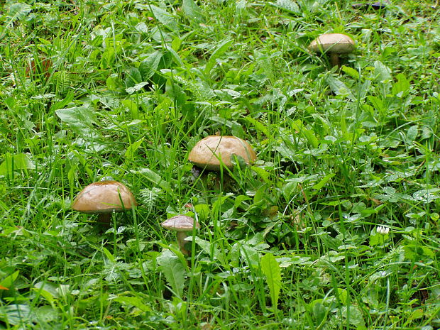 kozák brezový Leccinum scabrum (Bull.) Gray