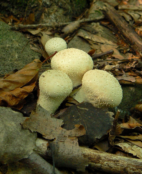 prášnica bradavičnatá černastá Lycoperdon nigrescens Wahlenb.