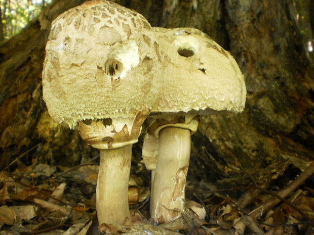 bedľa vysoká Macrolepiota procera (Scop.) Singer