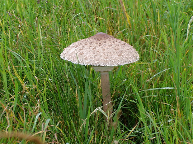 bedľa vysoká Macrolepiota procera (Scop.) Singer