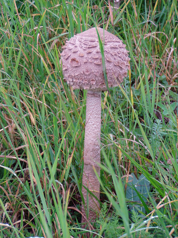 bedľa vysoká Macrolepiota procera (Scop.) Singer