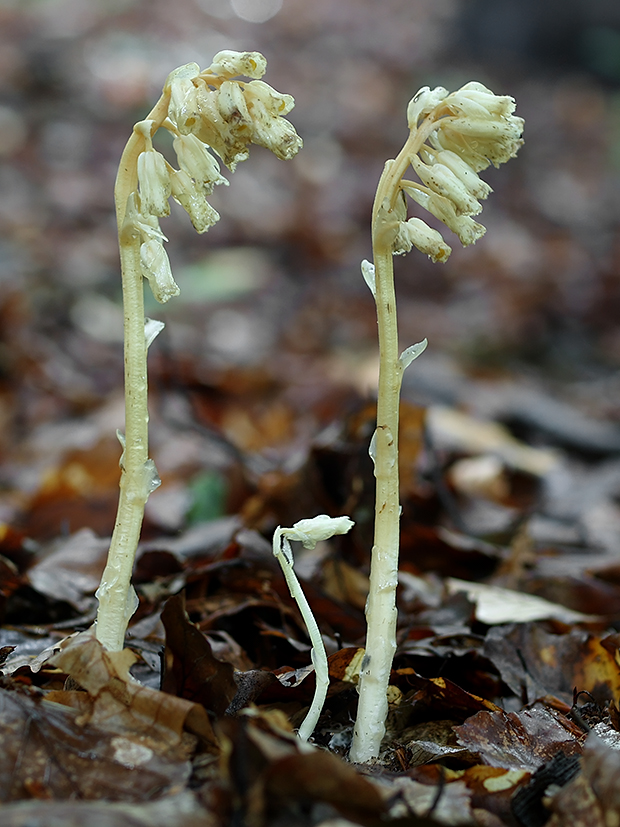 hniliak smrekový Monotropa hypopitys L.