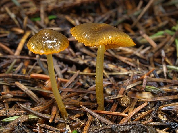 prilbička oranžovoobrúbená Mycena aurantiomarginata (Fr.) Quél.